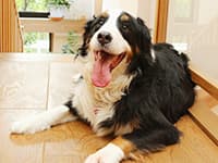 個別火葬プラン