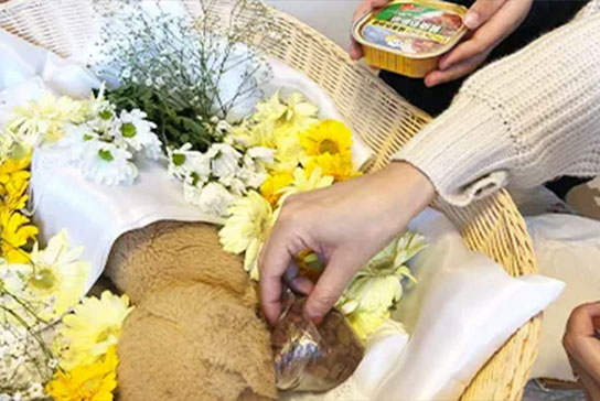 ご家族立ち会いのもとペットちゃんをお見送りするプランです